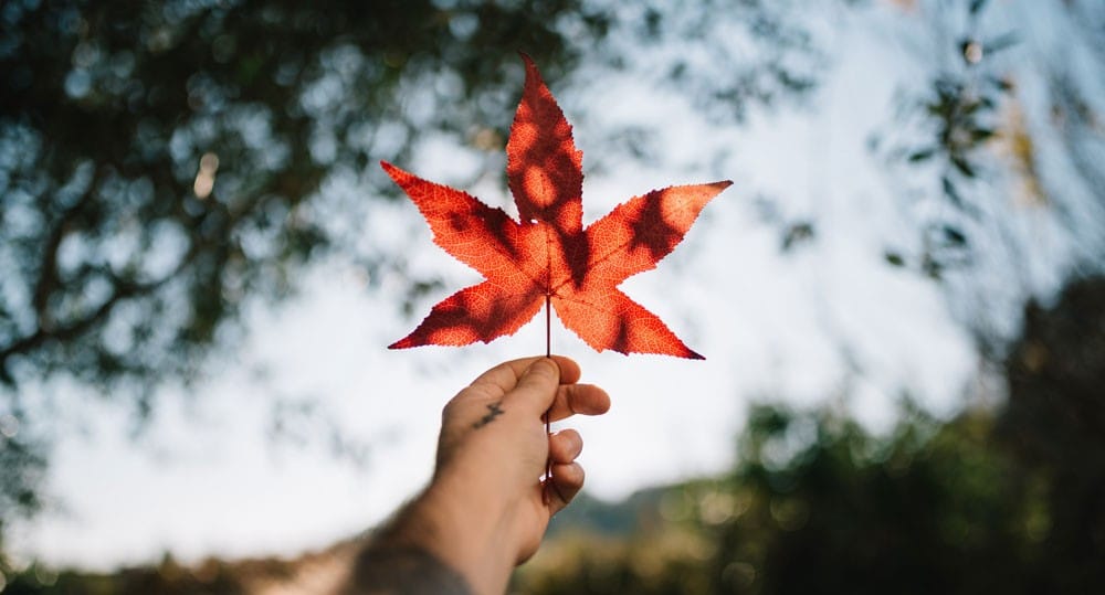 Hoja típica de Canadá Mano sosteniendo hoja